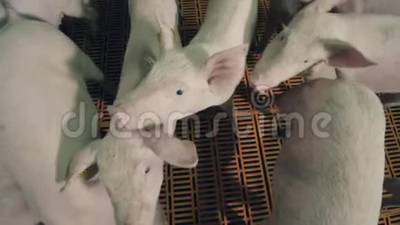 农场院子里的碎猪的俯视图视频的预览图