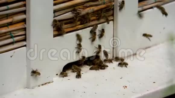 蜂房里有很多工作蜜蜂蜂蜜养殖养蜂业视频的预览图