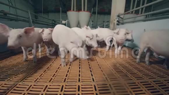 猪群在养猪场的围场里视频的预览图