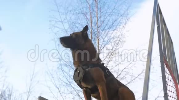 一只德国牧羊犬在户外的看台上抓住棍子视频的预览图