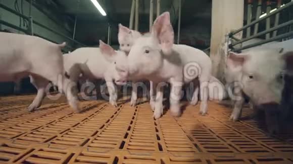 小猪们对养猪场很好奇视频的预览图