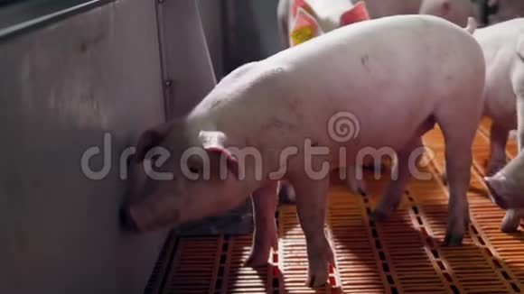 一个农场院子的边缘猪挤在那里视频的预览图