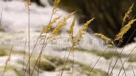 从高大的草地上看到的瀑布视频的预览图