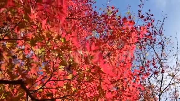 4公园里五颜六色的枫叶随风飘扬视频的预览图