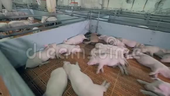 有睡觉和吃猪的农场院子视频的预览图