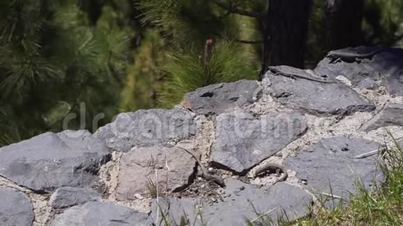 野外的几只小蜥蜴在岩石上晒太阳吃草小的野生爬行动物视频的预览图