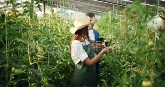 夫妇在番茄温室里聊天视频的预览图