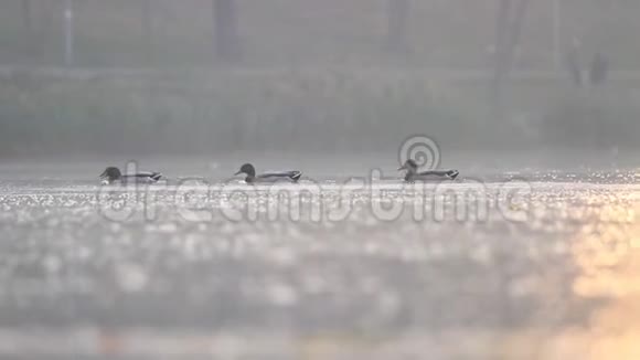 野鸭在早晨的秋湖上游泳视频的预览图