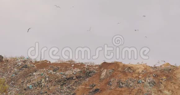 垃圾鸟海鸥在垃圾填埋场吃东西堆填区禽鸟飞过视频的预览图