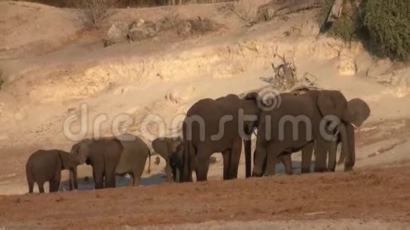 Chobe河畔的大象视频的预览图
