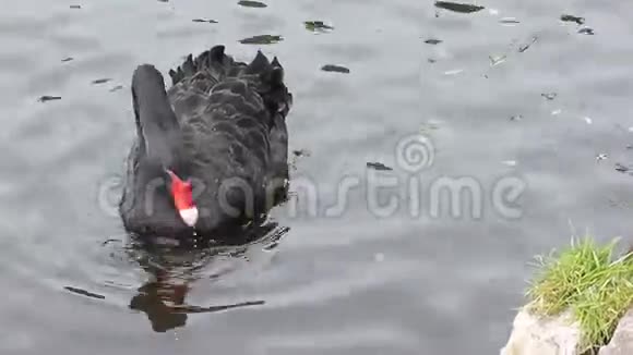 在自然保护区的湖上漂浮着一只黑天鹅的草视频的预览图