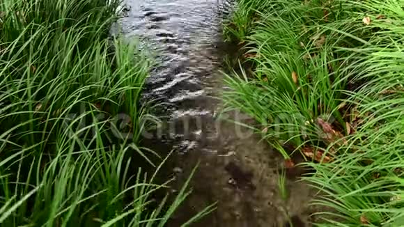 4小溪边青草间有清水视频的预览图