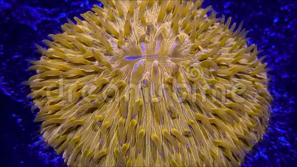 盘根珊瑚视频的预览图
