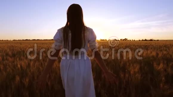 在野外旅行的女孩快乐的女孩走过一片黄麦的田野用自己的手触摸麦子的耳朵视频的预览图