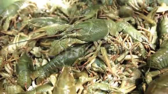 很多绿色活小龙虾视频的预览图
