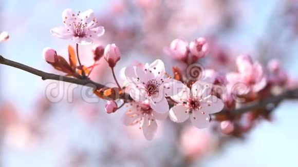 美丽的樱花开着粉红色的樱桃视频的预览图