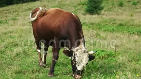 小公牛在草地上放牧视频的预览图