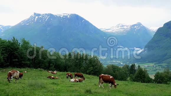 挪威的一个农场里一头棕色和白色的奶牛在山坡上的草地上吃草视频的预览图