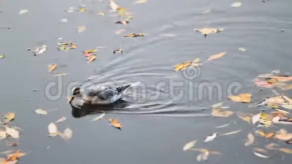小鸟在湖上的秋叶间游泳视频的预览图