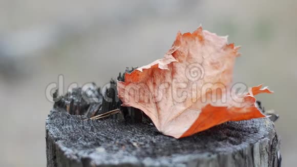 干燥树桩上的橙色葡萄叶风带来的一片叶子的特写视频的预览图