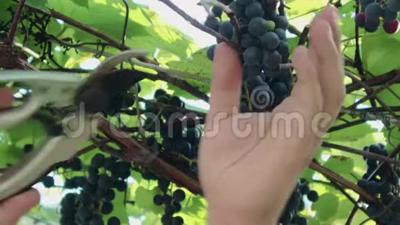 特写手用剪刀剪下一串漂亮的成熟葡萄视频的预览图