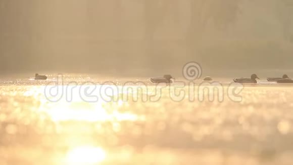 清晨的阳光下马拉德人在美丽的湖面上游泳视频的预览图