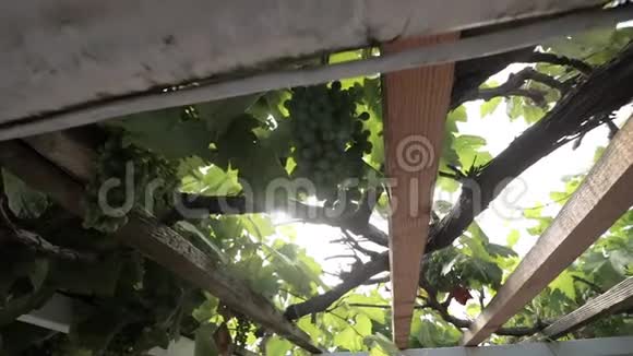 摄像机沿着葡萄果实移动视频的预览图