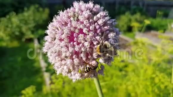 大黄蜂和黄蜂在洋葱花上打架洋葱花与大黄蜂授粉美丽的花朵视频的预览图