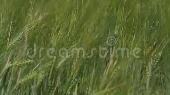 绿色的麦锥视频的预览图