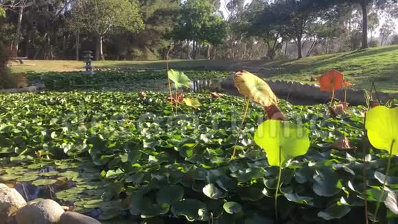 有池塘的日本花园视频的预览图