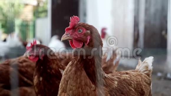 鸡在农场里看摄像机家禽养殖鸟场视频的预览图