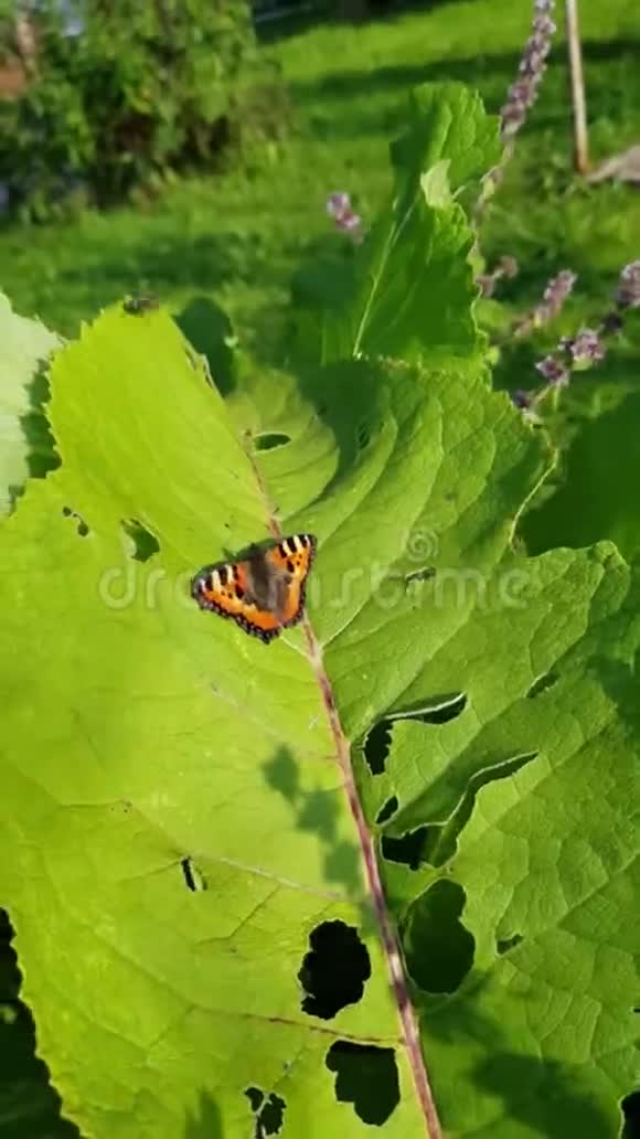 蝴蝶在一片绿色的大叶子上蜂巢明亮的橙色有状斑点鳞翅目昆虫荨麻疹特写录像视频的预览图