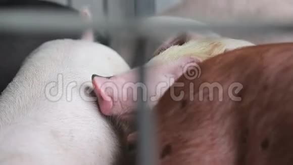 猪脸特写猪群在圈舍的不同品种和颜色农场里的猪视频的预览图