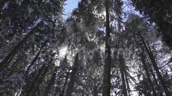 雪从高高的云杉上落下来视频的预览图
