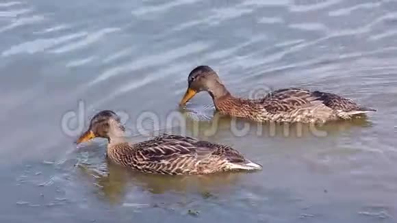 两只鸭子在湖里游泳寻找食物视频的预览图