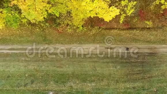 秋天女孩和美国斯塔福德郡的小猎犬在小径上穿行视频的预览图