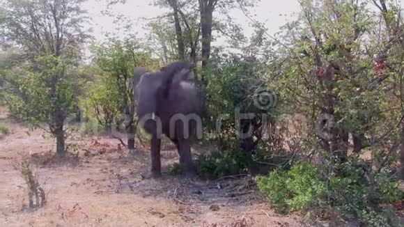 博茨瓦纳莫雷米野生动物保护区大象摇头视频的预览图