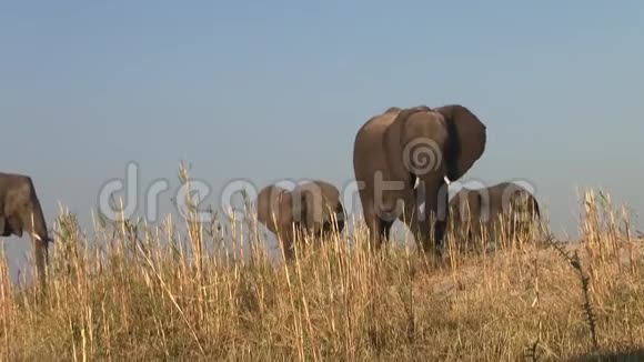 博茨瓦纳ChobeNP的大象赫德视频的预览图
