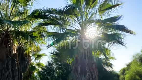 从下面看棕榈树在风中移动的棕榈树叶阳光透过棕榈树的树枝4kvi视频的预览图