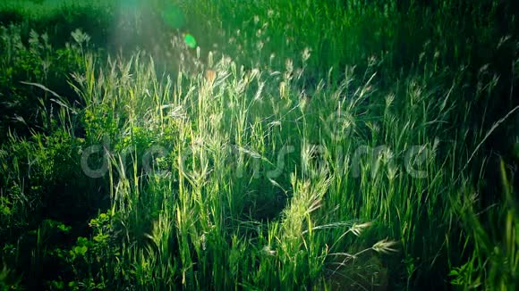 高大的草籽在阳光下摇曳视频的预览图