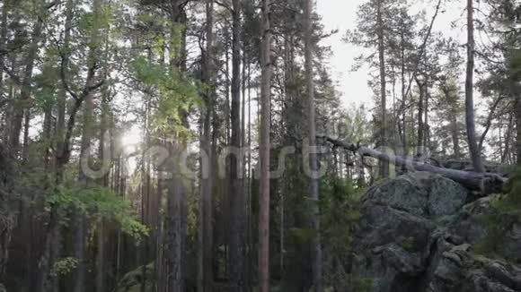 美丽的古老的岩石上面覆盖着苔藓干燥的树木躺在森林峡谷的背景下视频的预览图