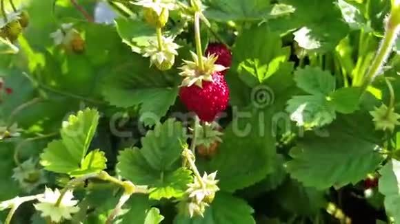 诱人成熟红色浆果特写森林草莓生长在灌木上生的健康食品效果是距离视频的预览图