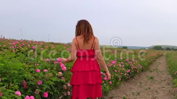 穿着红衣服的女人走在盛开的玫瑰园里视频的预览图