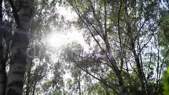 明媚的阳光透过桦树的枝条照进来视频的预览图