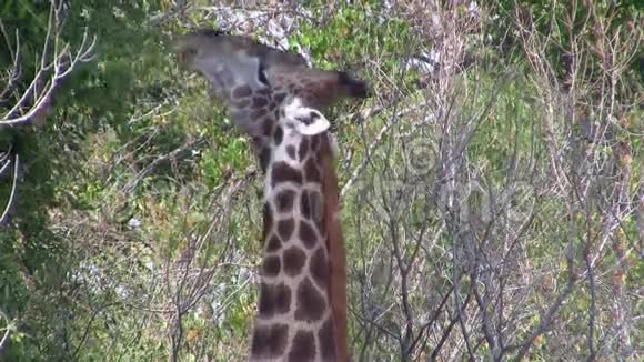 长颈鹿在纳米比亚Etosha国家公园吃特写视频的预览图