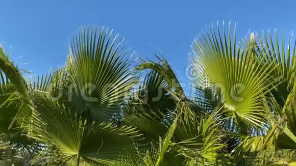 棕榈树的顶端紧贴蓝天棕榈树的叶子在风中移动手掌背景视频的预览图