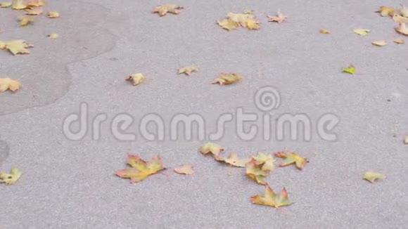 秋天阴天城市公园的沥青路上落叶干枫叶视频的预览图