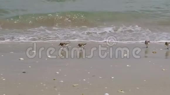 海鸥雏鸟在海洋海岸生态系统上觅食动物性4k视频的预览图