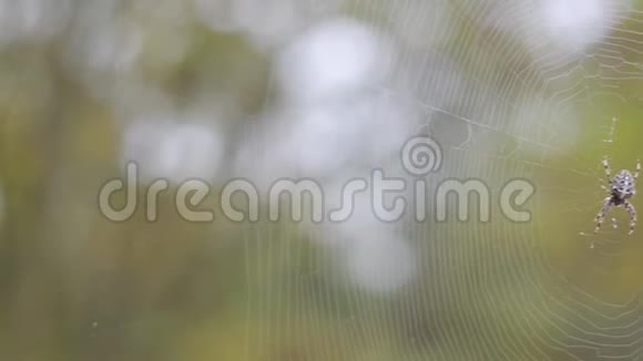 一只蜘蛛在网的中心横过鹤视频的预览图