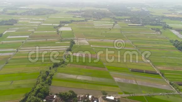 印度尼西亚的稻田和农业用地水稻生产视频的预览图